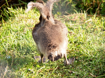 [Looking from the hind end of a gosling with its fuzzy wings stretched vertical above its fuzzy brown body.]